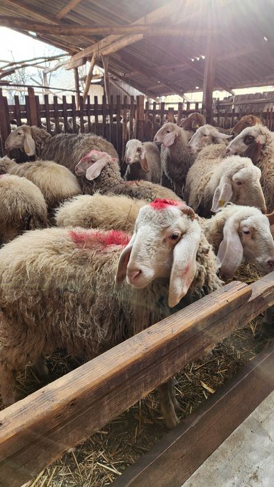 Vând 50 de oi assaf