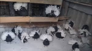 Продам бело хвостых павлинов молодеж !