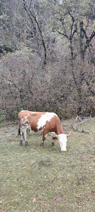 Doua vaci de vanzare