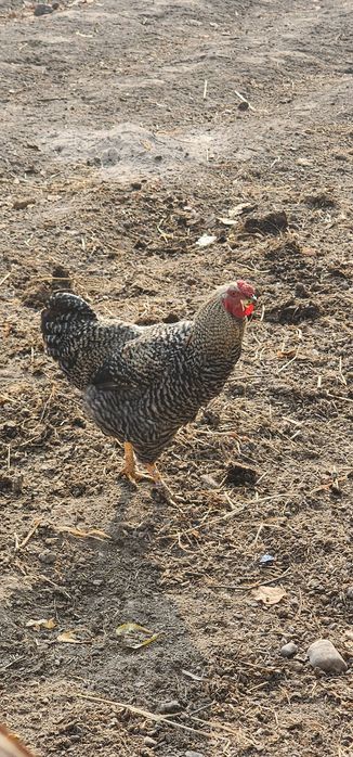 Xoʻroz 2 xil sotiladi