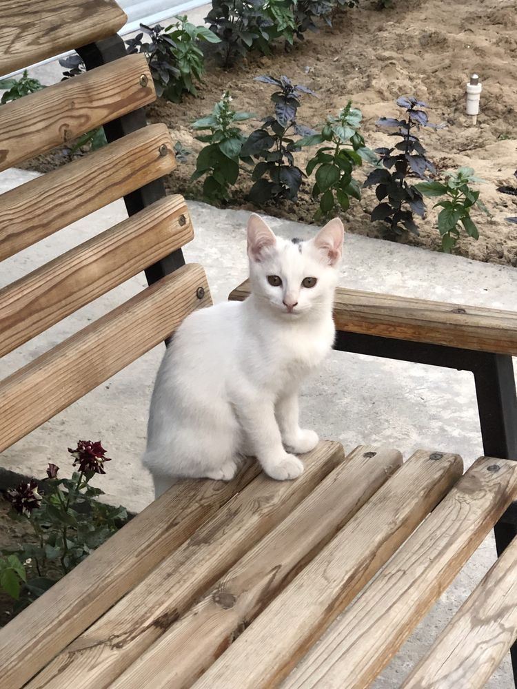 Котята 4 месяца хотят обрести семью.