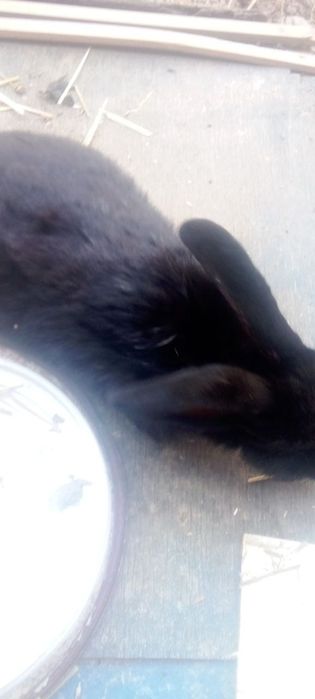 Quyon sotiladi arzon