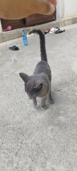 Salom mushuk sotiladi erkak