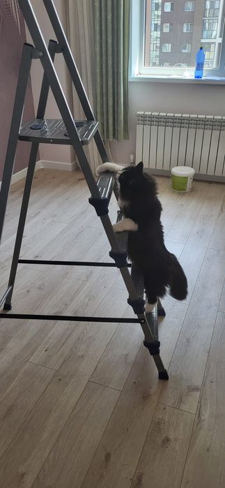 Отдам в хорошие любещие руки