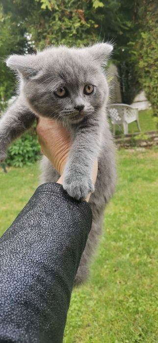 Британско коте момче и момиче