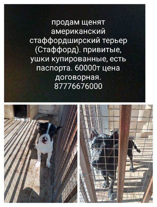 Продам щенят американский стаффордширский терьер (Стаффорд)
