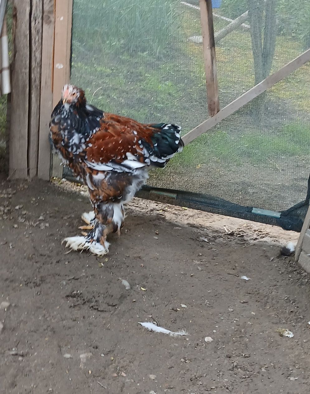 Brahma Porțelan 200 Lei