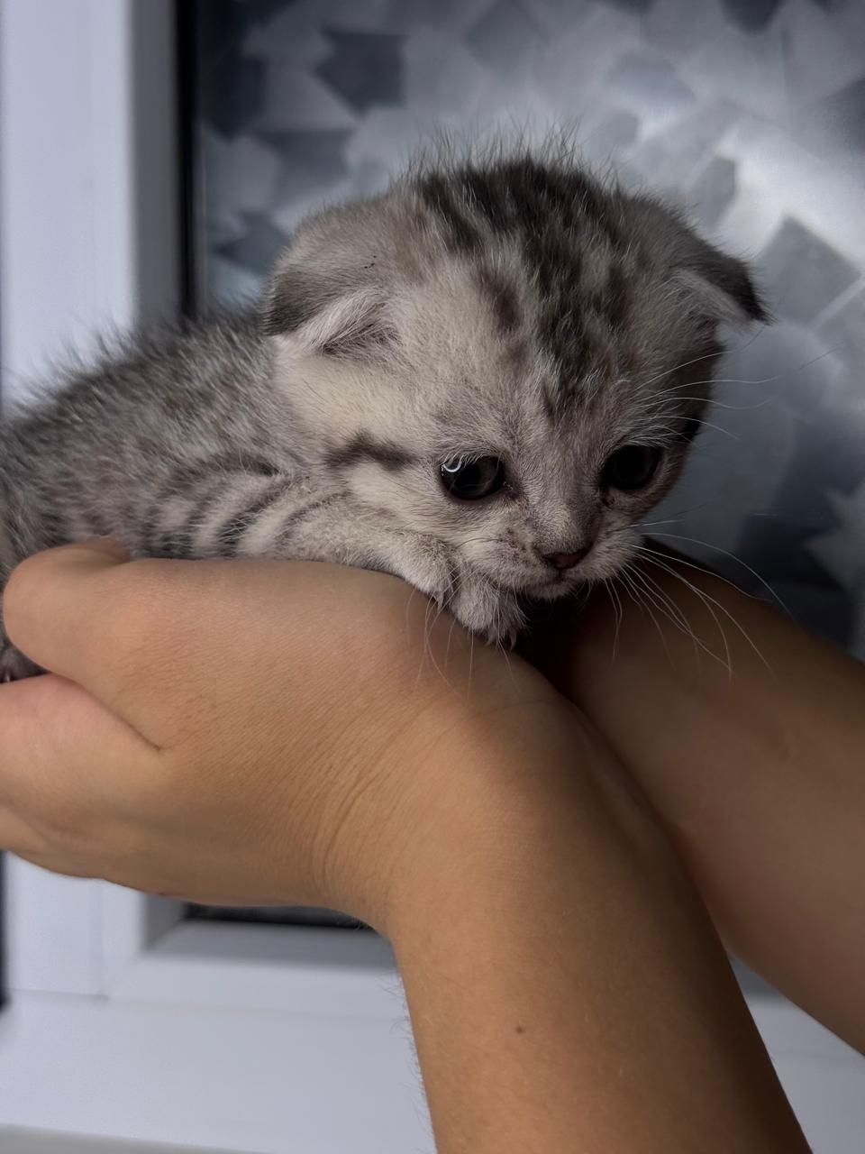 Продам красивых котят