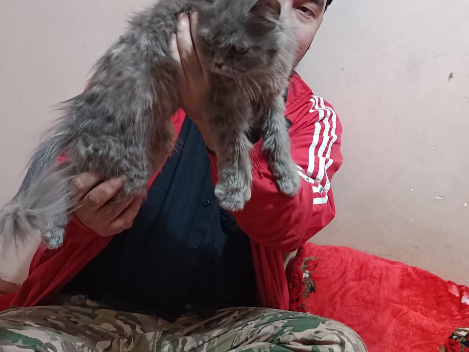 Mushuk sotiladi  latok biladi yuvosh qiz mushuk