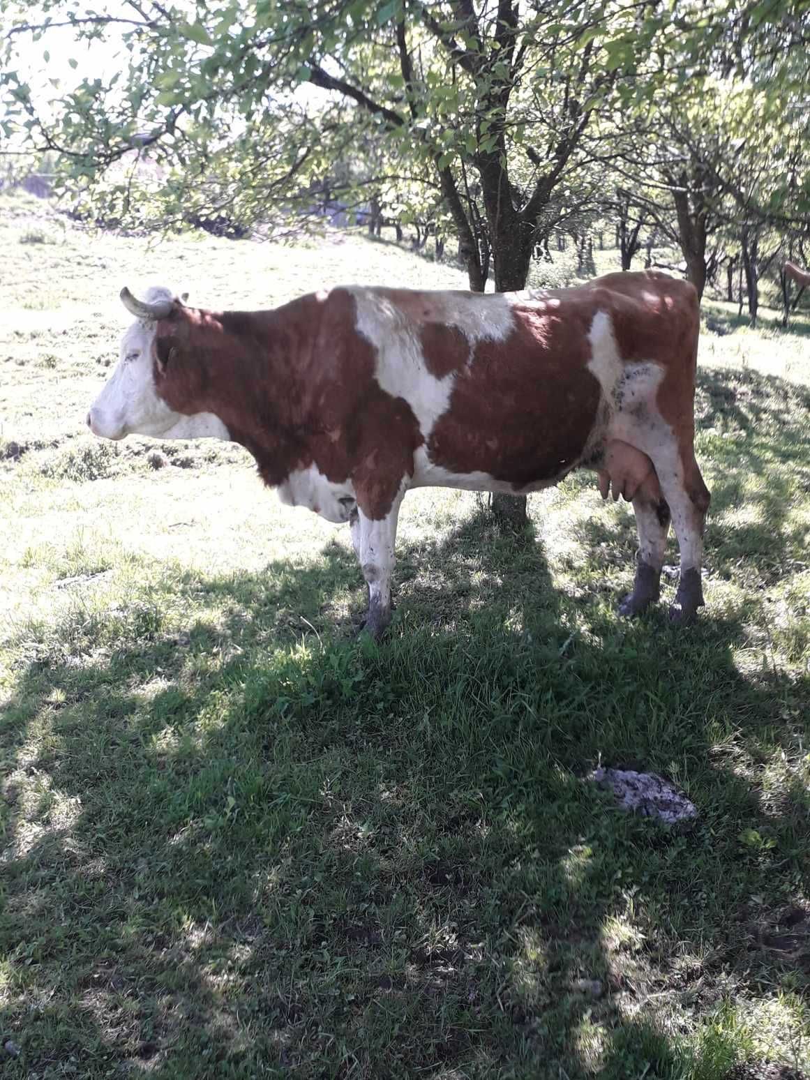 Vaca baltată romaneasca