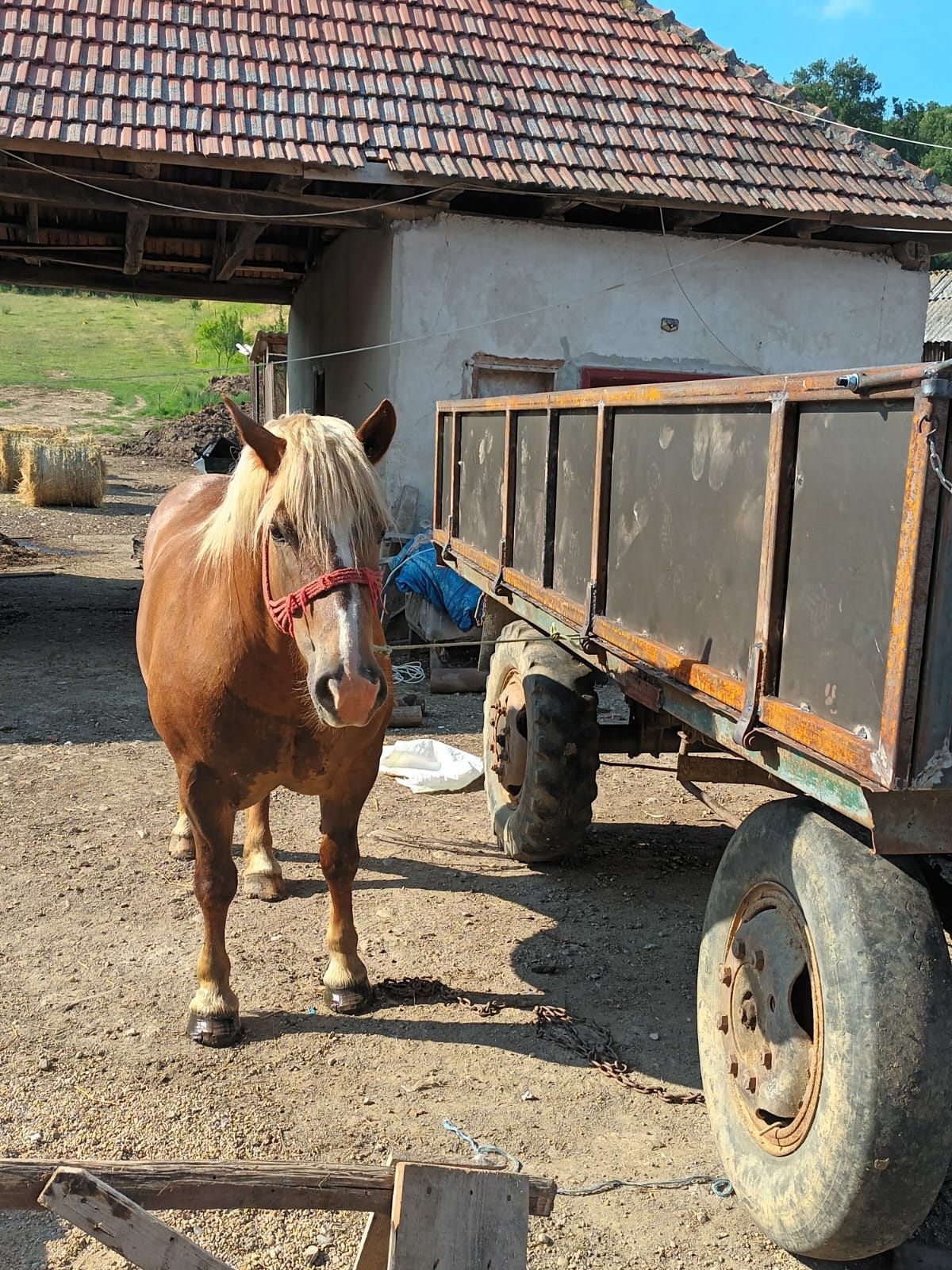 Vând iapă de 4 ani