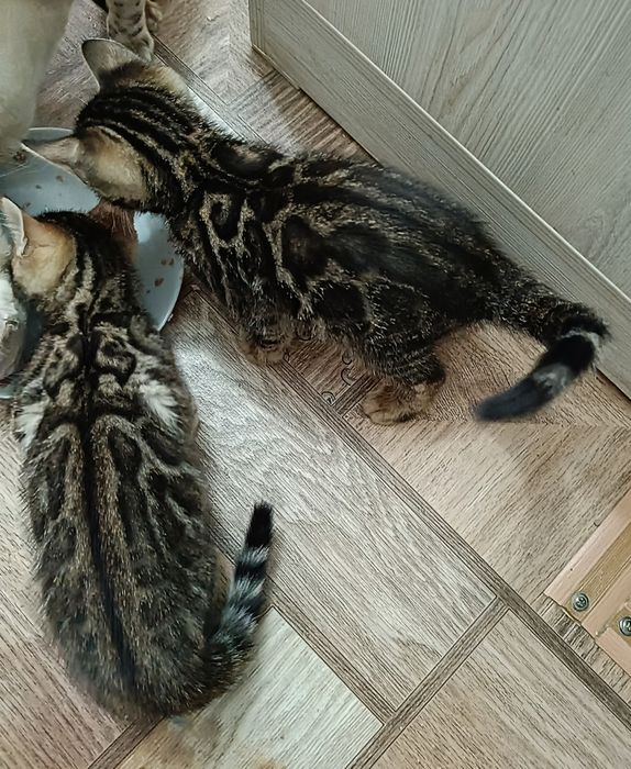 Бенгальские котята