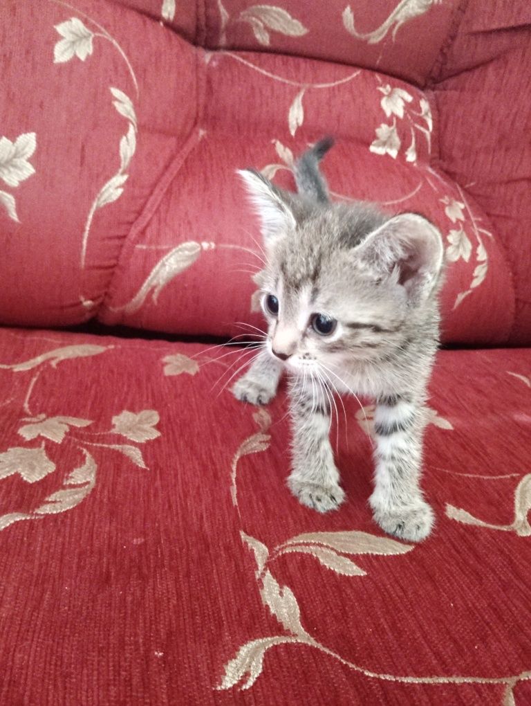 Отдоем котят в добрые руки. 3 девочки и 1 мальчик