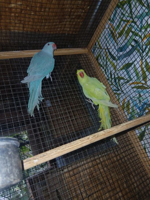 Perusi, Nimfe ,Cantatori,Micul Alexander, Agapornis