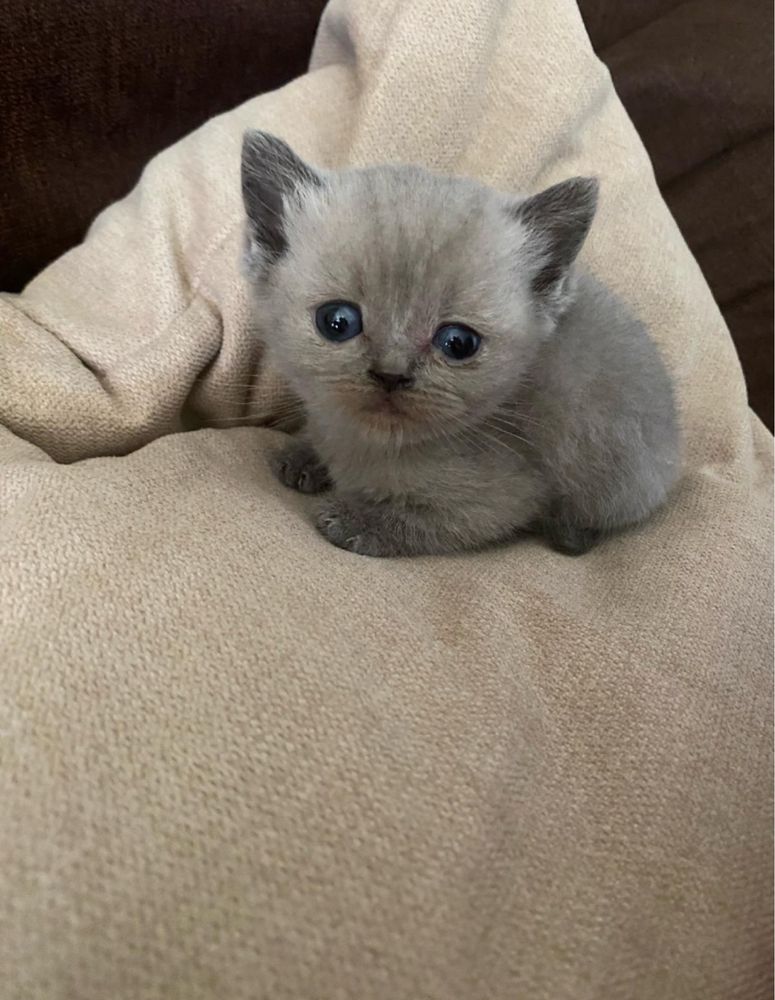 Pui pisica British Shorthair alb blue tabby