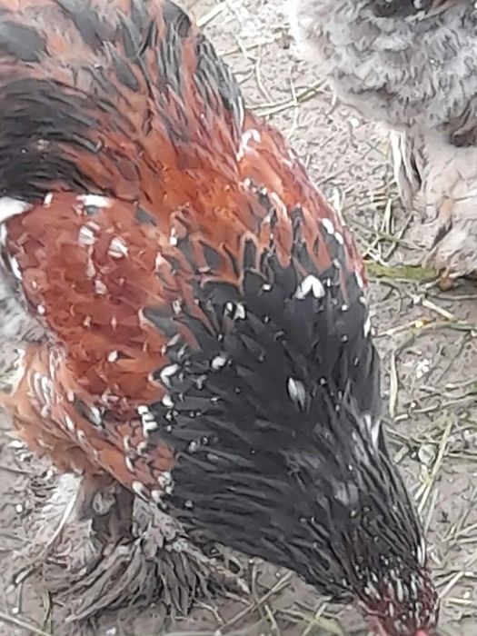 Vând cocoși brahma  porțelan din păsări atât selecționate.