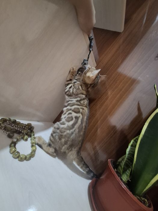 Продаётся бенгальский котёнок