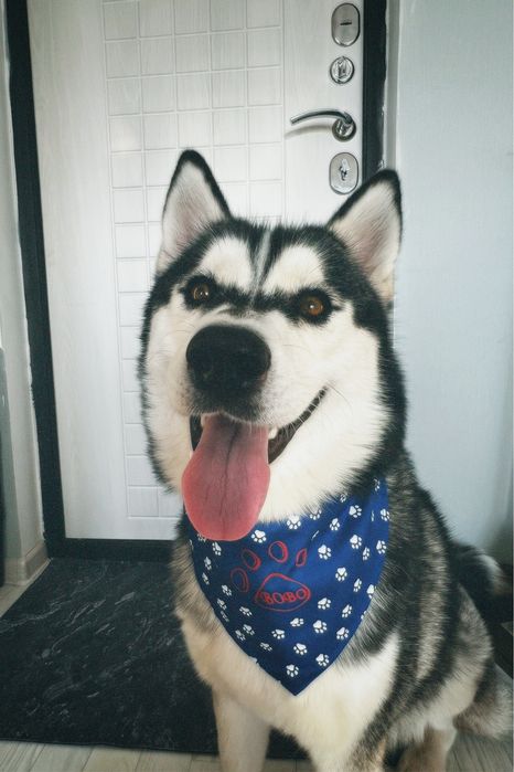 Отдам собаку в добрые руки