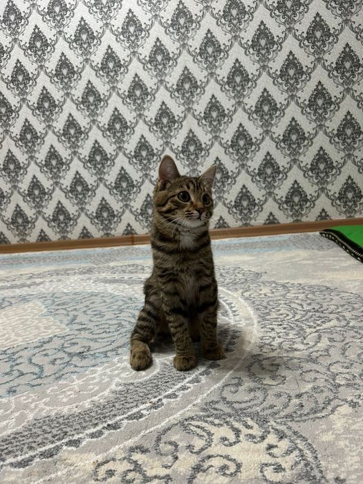 Отдам котенка в добрые руки