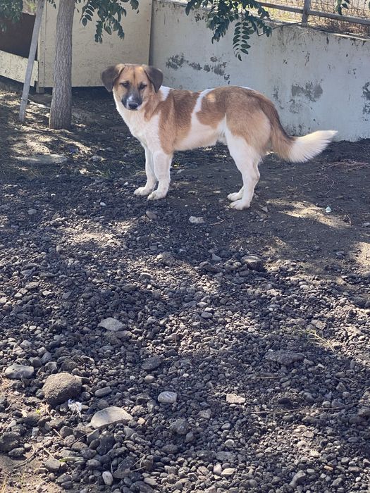 Spre adoptie catei