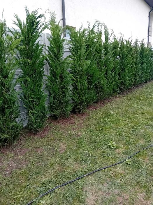 Leylandii 1-5 m | Gard Viu Verde Tot Timpul | Transport & Plantare