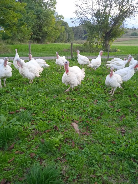 Curcani albi de carne