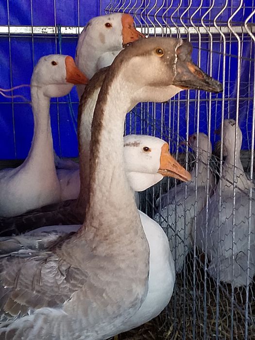 Gâște leșești și Eden