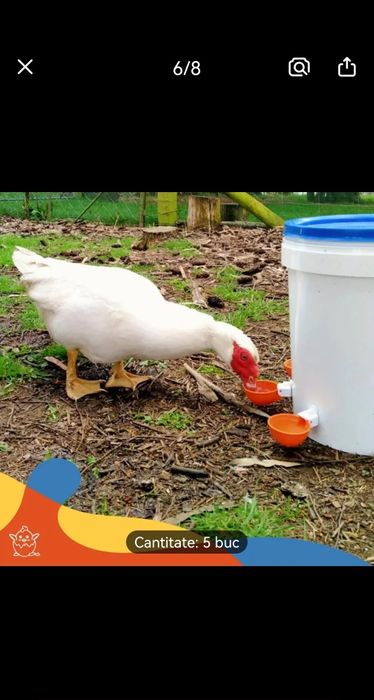 Adapatori apa automate  pentru pasari de curte