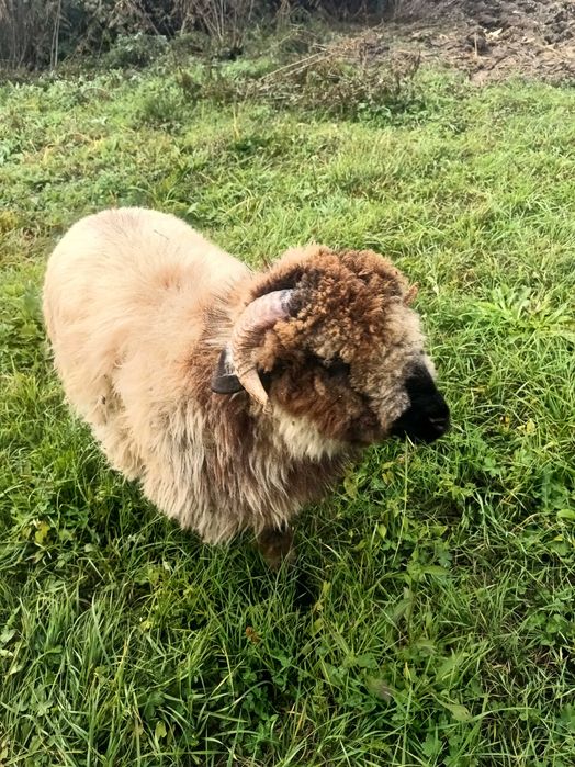Berbec de vânzare, vârstă 10 luni