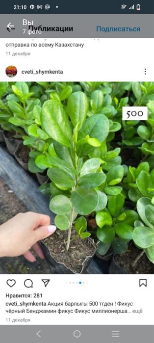 Все растения по 500 тг