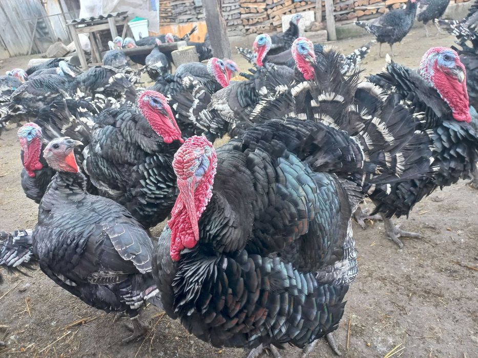 Curcani / Curci  10-20 kg