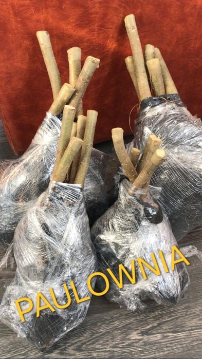 Paulownia puiet hibrid