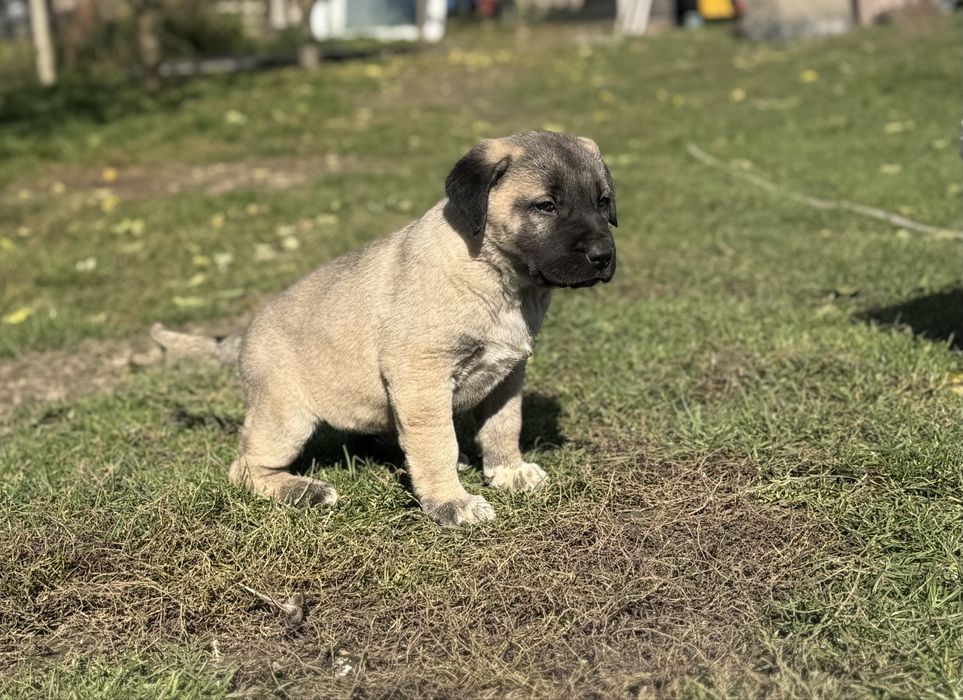 Catei Kangal-7 saptamani, vaccinati si deparazitati