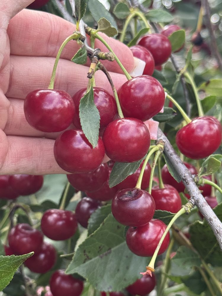 Продам вишню сладкая спелая