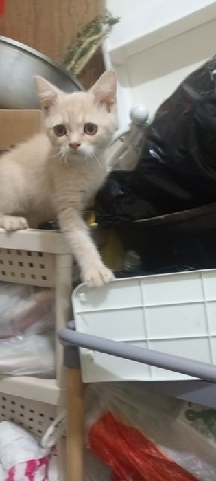 Продаю скоттиш-фолд