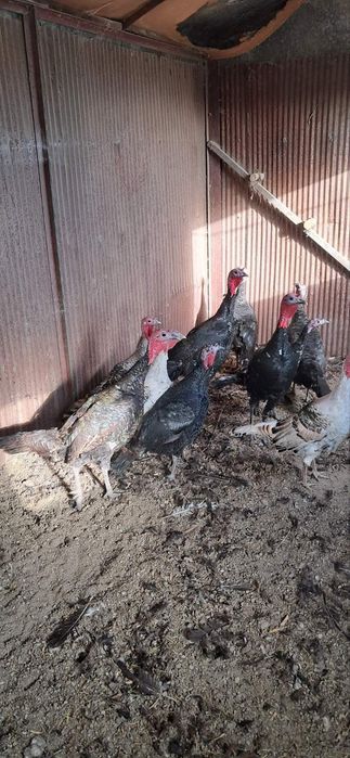 Продавам Пуйки -Пуяци.