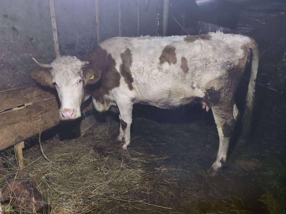 Vând doua vaci baltate românești