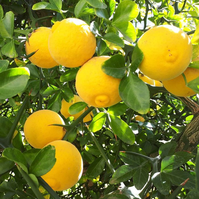 Lamai De Gradina Trifoliat