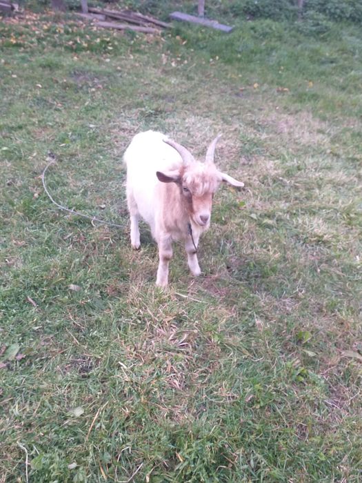 Vând tap alpino-francez