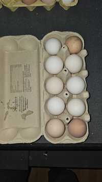 Oua de găină de casa