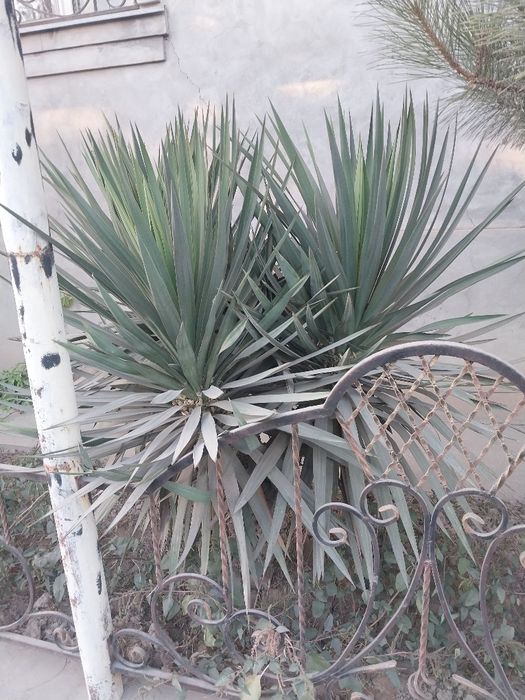 Юка дарахти сотиладиь.