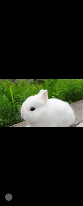 Продам маленького декаративного кролика, мальчик