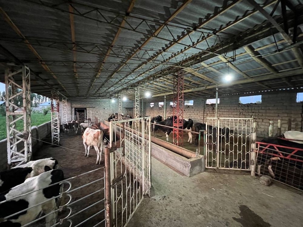 Mol va chorva uchun 30 sotix tayyor ferma sotiladi - Ortasaroy