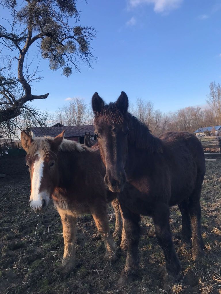 Vând mânz și mânză