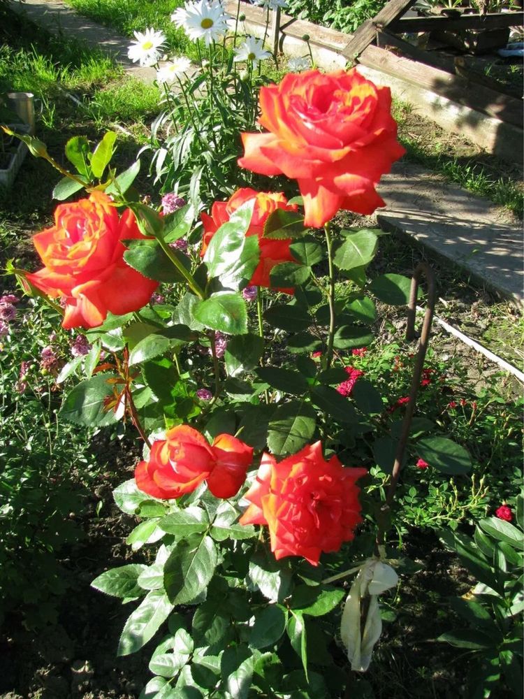 Саженцы роз,чайные розы,крупнве бутоны,штамбовые розы,вьющийся розы