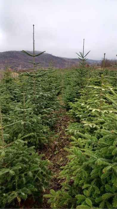 Vand brazi de craciun