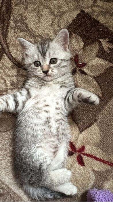 Котяткр ищут дом