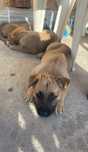 Donez caței malinois cu ciobanesc german pt iubitorii de animale!