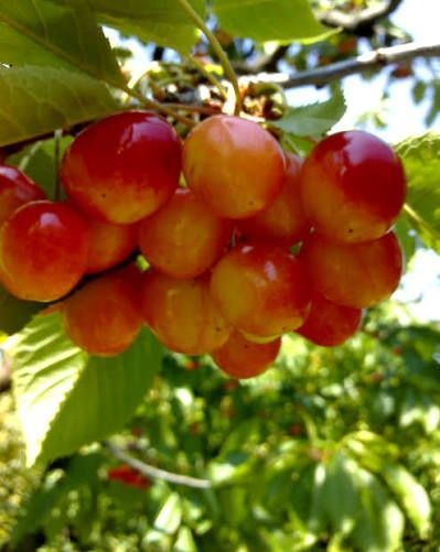 Pomi Fructiferi Străvechi Glia Strămoșească (Soiuri De Cires )