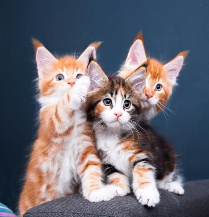 Котята мейн кун из питомника